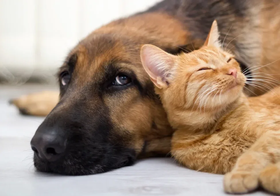 A dog and cat laying next to each other.